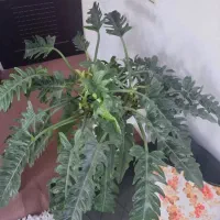 تعدادی گل وگیاه آپارتمانی بسیار زیبا|گل و گیاه طبیعی|شهریار, کهنز|دیوار