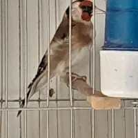 سلام خدمت عزیزان و سروران عزیز عشق باز