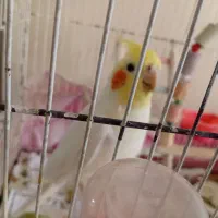 عروس هلندی نر|پرنده|مشهد, کوه سنگی|دیوار