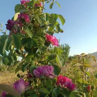 فروش چاه کشاورزی  با متعلقات کامل|فروش زمین و ملک کلنگی|بهمن صغاد, |دیوار