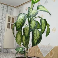 گل دیفن|گل و گیاه طبیعی|زرنه, |دیوار