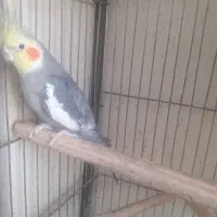 عروس هلندی نر و ماده بالغ (خیابان کهندژ )