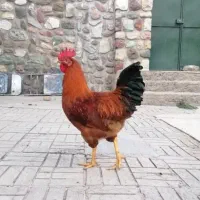 خروس