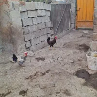 چند عدد خروس
