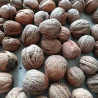 گردو کاغذی درجه یک  روستای سرخه حصار