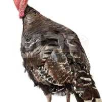 چهار  عدد بوقلمون نرو ماده