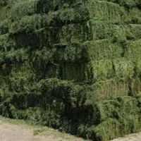 یونجه تحویلی بصورت بسته وکوبیده