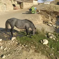 مادیان با کره|اسب و تجهیزات اسب‌سواری|دیواندره, |دیوار