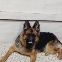 واگذاری ژرمن  شولاین ماده ۲ساله