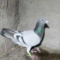 مسافتی نامبروان|پرنده|دزفول, |دیوار