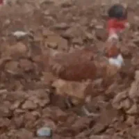 مرغ لری اصل