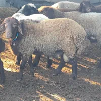 نرتخمی قره قزل افشاری درجه یک وسیاه ابستن