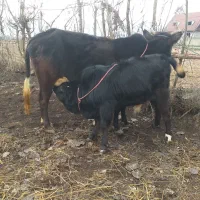 گاوبا گوساله نر