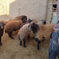 فروش ۱۴ راس گوسفند نر|حیوانات مزرعه|بزینه رود, |دیوار