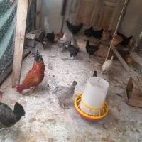 فروش مرغ وخروس|حیوانات مزرعه|دیلم, |دیوار