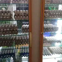 یخچال مغازه