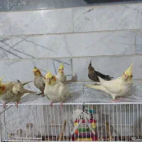 عروس هلندی دستی