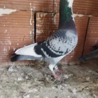 کبوتر ابلغ نر