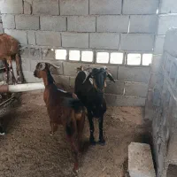 بز آغوس و کهره نر و ماده|حیوانات مزرعه|بندرعباس, |دیوار