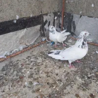 فروش پرنده|پرنده|کبودرآهنگ, |دیوار