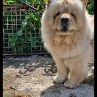 سگ چاو  چاو   نر