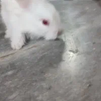 خرگوش نیم لپ