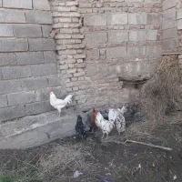 مرغ وخروس تخمی.