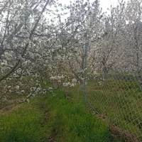 هرس کود بیل کاشت درخت|خدمات باغبانی و درختکاری|قزوین, |دیوار