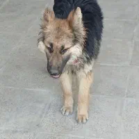 سگ ژرمن نر