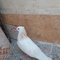 کبوتر