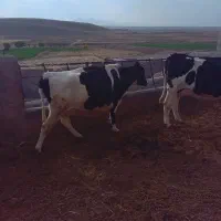 حیوانات مزرعه|حیوانات مزرعه|تربت‌حیدریه, بالا ولایت|دیوار