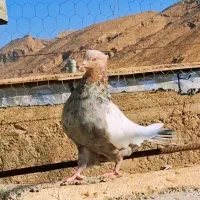 سینه سرور ماده