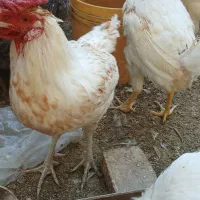 دو قطعهٔ خروس گلین داشتی وکشتی دونه ای ۳۵۰ تومان|حیوانات مزرعه|خمینی‌شهر, |دیوار