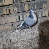 کبوتر|پرنده|اسفراین, |دیوار