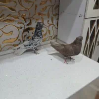 سلام دوستان