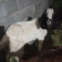 فروش فوری کهره نر|حیوانات مزرعه|جیرفت, |دیوار