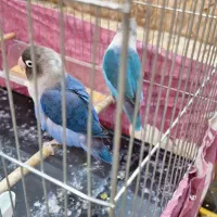 کتوله نقاب دار و خوش رنگ ابی|پرنده|قم, پردیسان|دیوار