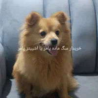 سگ پامر ماده