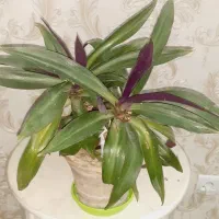 فروش|گل و گیاه طبیعی|ارومیه, |دیوار