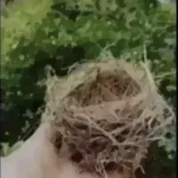 جوجه قناری ۴عدد