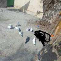 8تا کبوتر یک تا 200