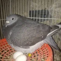 تخم آردن