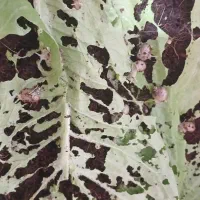 جوجه حلزون یک ماهه مناسب پرورش و حلزون تراپی