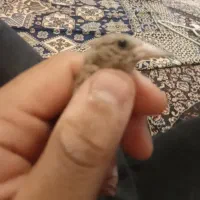 جوجه سهره متولدقفس معاوضه با قناری ماده ماده
