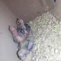 جوجه عروس هلندی