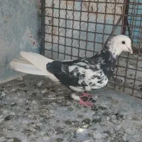 کفتر خوب|پرنده|قم, شاه سید علی|دیوار