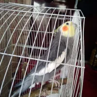 عروس هلندی|پرنده|الوند, |دیوار