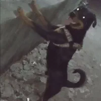 سگ روتوایلر نر|سگ|بندر انزلی, معلم|دیوار