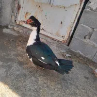 اردک خارجی نر