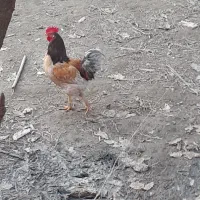 فروش مرغ محلی.وخروس بزرگ جنس خوب محلی|حیوانات مزرعه|گلوگاه, |دیوار